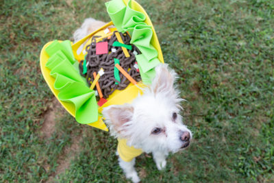 taco dog costume